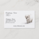 Buscar bichon tarjetas de visita Perrito