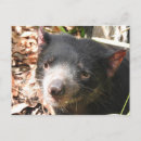 Buscar demonio postales Australia