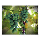 Buscar uvas fotografía Vid