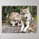 Buscar lobo gris posters Bosque