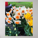 Buscar narciso posters Amarillo