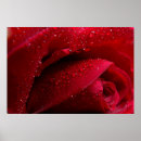 Buscar macro posters Rosa