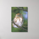 Buscar juveniles lienzos Búho