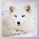Buscar zorro blanco posters Vida silvestre