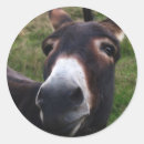 Buscar mulas pegatinas Animales
