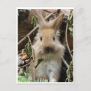 Buscar kaninchen Conejo