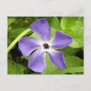 Buscar vinca postales Púrpura