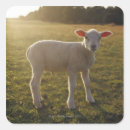 Buscar cordero pegatinas Animales