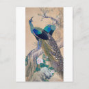 Buscar pavos reales postales Pavo real