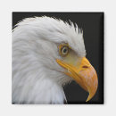 Buscar eagle calvo imanes Animales