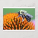 Buscar abejas postales Insecto