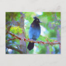 Buscar steller postales Jay de steller