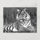 Buscar tigre blanco y negro postales 9 º gata