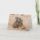 Buscar meerkats Fauna