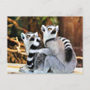 Buscar lemurs postales Madagascar