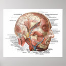 Buscar rostro humano Médico