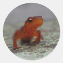 Buscar salamandra pegatinas Naturaleza