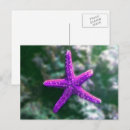 Buscar estrellas de mar postales General y unisex