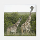 Buscar kenia imanes Fauna