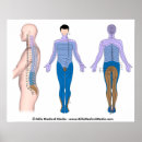 Buscar vértebras posters Anatomía