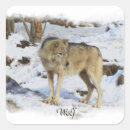 Buscar lobo salvaje pegatinas Naturaleza