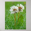 Buscar mojado posters Césped