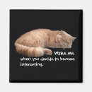 Buscar gato dormido imanes Gatos
