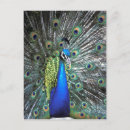 Buscar pavo real hermoso postales Verde