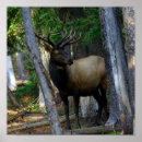 Buscar alzas fotografía Alces