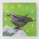 Buscar pájaro marrón relojes de pared Vida silvestre