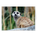 Buscar meercat Emercat