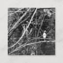 Buscar cisne tarjetas de visita Fotografía