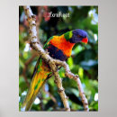 Buscar animales coloridos posters Loro