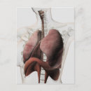 Buscar órganos internos postales Cuerpo humano