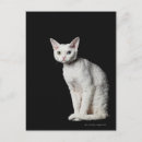 Buscar raras postales Animal