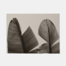 Buscar plátanos fotografía Naturaleza