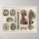 Buscar médula espinal posters Anatomía