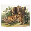 Buscar jaguar fotografía Vida silvestre