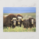 Buscar asta postales Animal