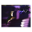 Buscar colibrí azul posters Flores