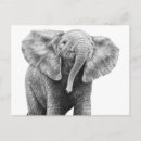 Buscar elefante africano postales Para todos
