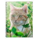 Buscar gato de ojos verdes cuadernos 9 º gata