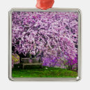 Buscar arbusto adornos Planta