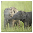 Buscar elefante indio azulejos Asia