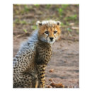 Buscar acinonyx arte África