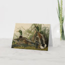 Buscar pato silvestre tarjetas Pájaro