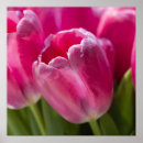 Buscar tulipán rosado posters Primavera