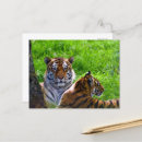 Buscar gato siberiano tarjetas Lindo