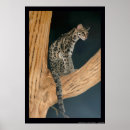 Buscar felis posters Felino