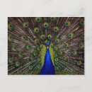 Buscar peahen la postales Pavo real